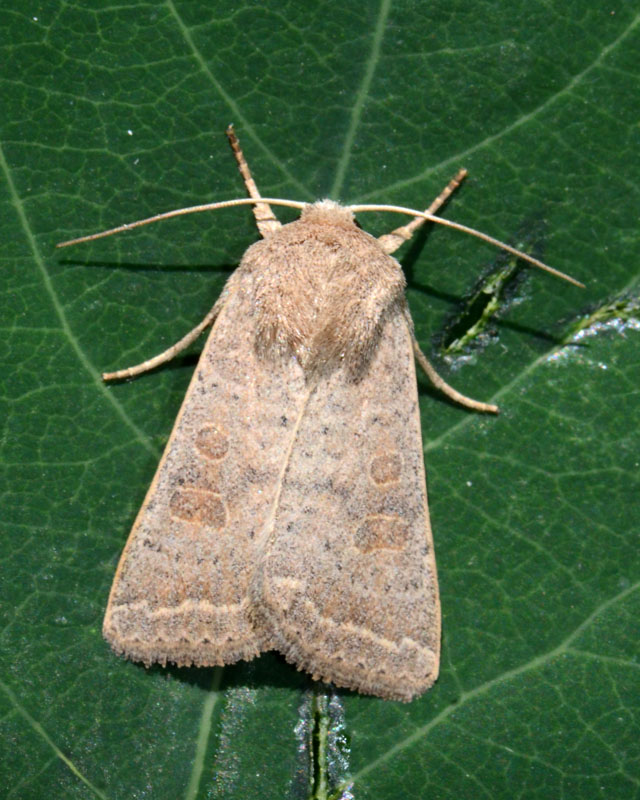 Noctuidae Xyleninae da determinare